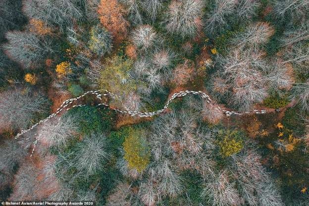 Bức ảnh từ trên cao của nhiếp ảnh gia Thổ Nhĩ Kỳ Mehmet Aslan cho thấy đàn cừu đang đi qua một khu rừng đang thay lá khi vào thu trông như một bức tranh trừu tượng độc đáo.