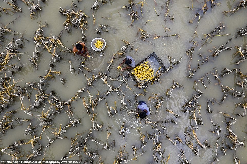 First prize in the Environmental category goes to Bangladeshi photographer Azim Khan Ronnie for this picture of farmers in the middle of a field in Bangladesh after it had been devastated by severe flooding.