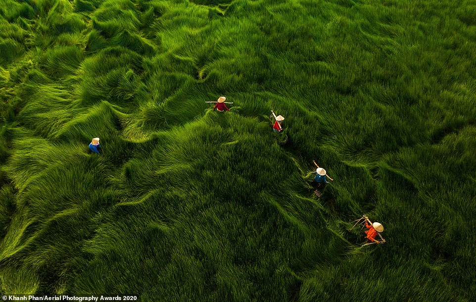 In this mesmerising image shot by Khanh Phan in the nation, a field of grass with leaves stood over one-metre high appears like waves. According to the photographer, the field is the habitat of animals such as snakes, frogs, and fish, with the grass cut in order to feed cattle.