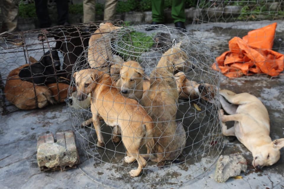 Nhóm “cẩu tặc” mang súng điện từ Thanh Hóa vào Nghệ An trộm chó
