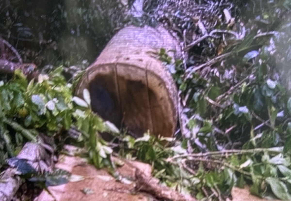 Xử lý nghiêm vụ khai thác rừng phòng hộ trái phép ở huyện Phước Sơn, Quảng Nam