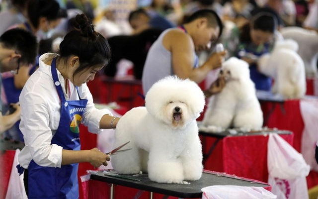 Dịch vụ chăm sóc thú cưng ở Trung Quốc bội thu vào kỳ nghỉ lễ