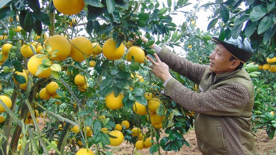 Hội chợ cam, bưởi và các sản phẩm nông sản đặc trưng của Lục Ngạn năm 2020 sắp diễn ra. (Ảnh: KT)