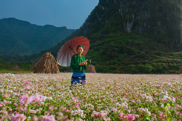 Seeing the beautiful buckwheat flower fields at dawn is a site not to be missed. (Photo: Cao Anh Tuan)