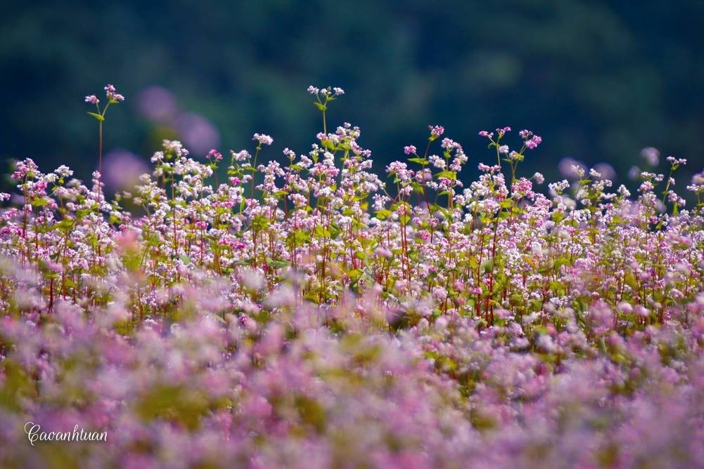 Buckwheat flowers can be seen in full bloom between October and December each year. (Photo: Cao Anh Tuan)