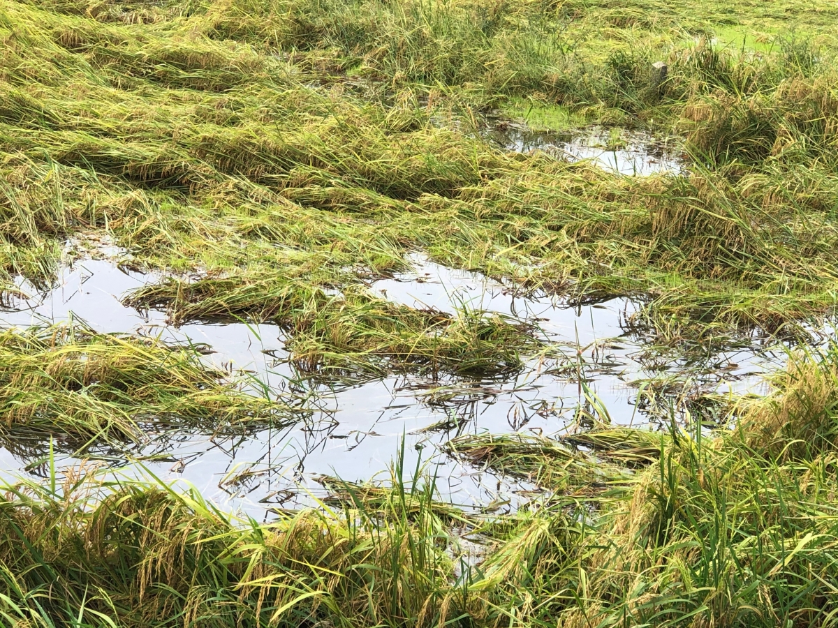 Hậu Giang: Người dân lao đao trong mưa bão, ngập nước