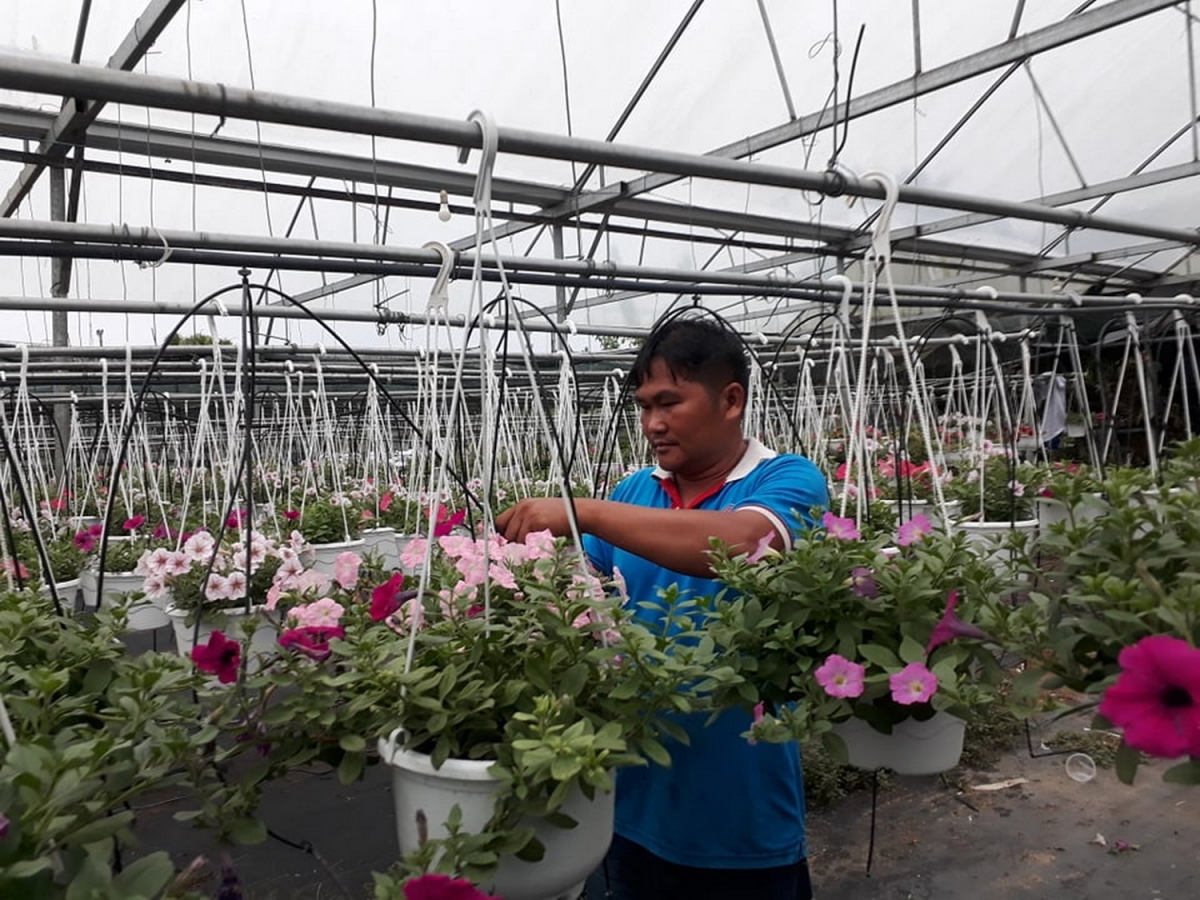 Ông Lê Ninh, Chủ cơ sở sản xuất hoa Trang Trí ở xã Hòa Ninh chăm sóc hoa.