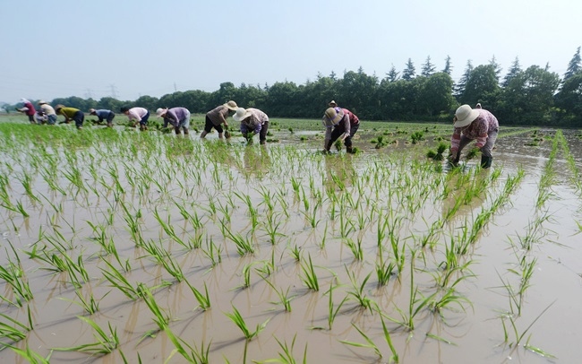 Trung Quốc nỗ lực duy trì sản lượng và diện tích đất nông nghiệp. (Ảnh: Getty)