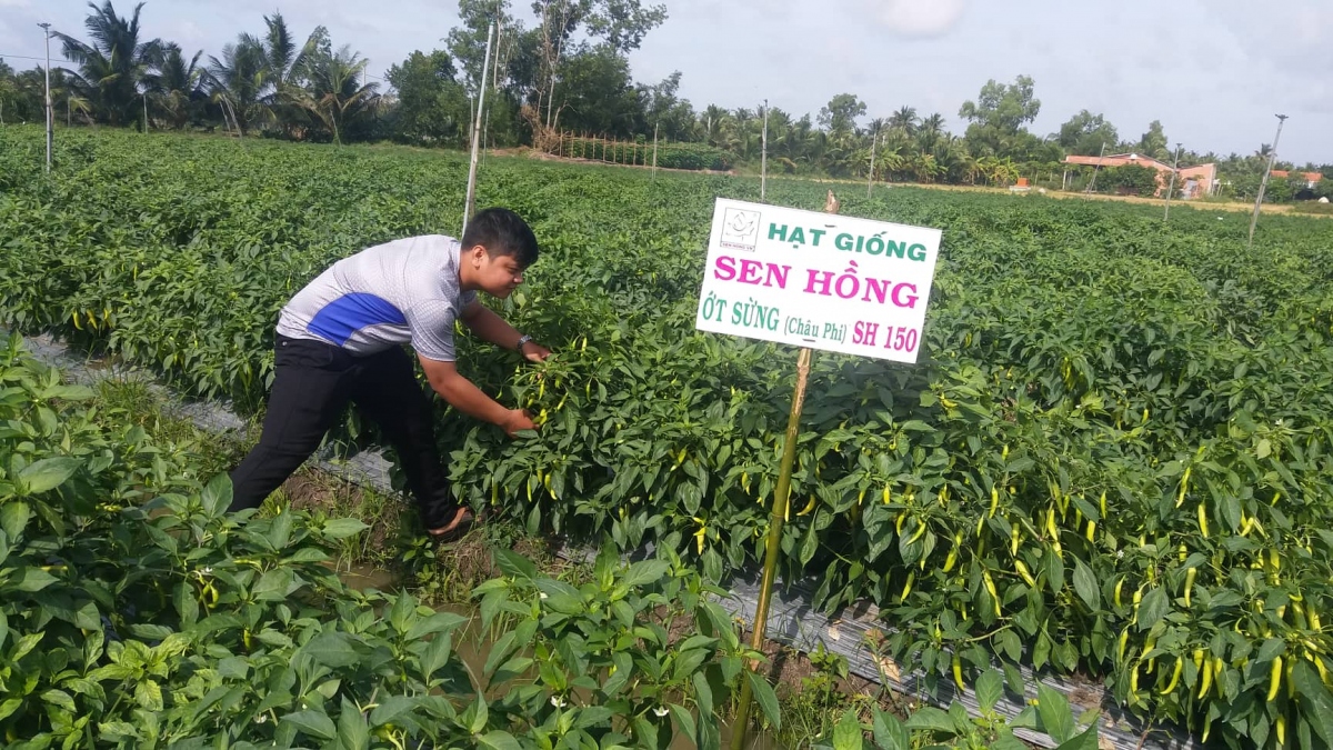 Nông dân vùng Đồng Tháp Mười thuộc huyện Tân Phước tỉnh Tiền Giang chuyển sang trồng rau màu dưới chân ruộng.