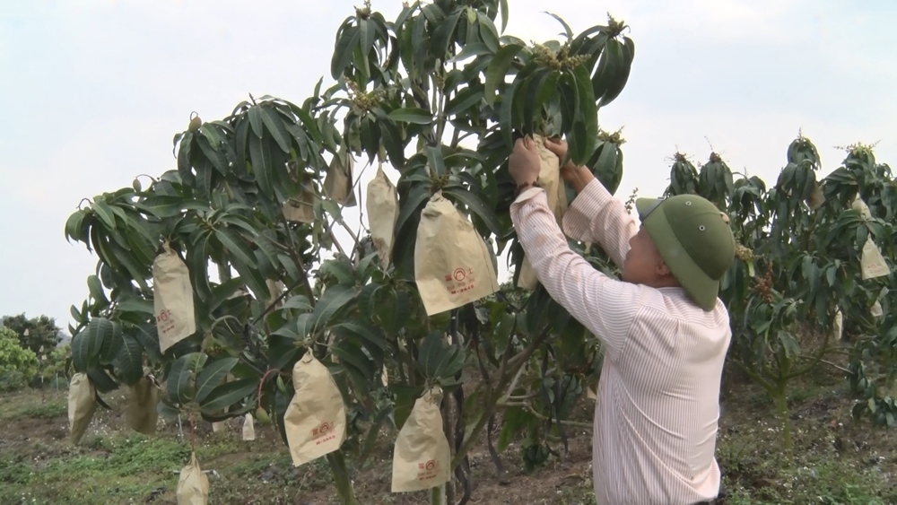 Sơn La sẽ phát triển 25.000 ha vùng nguyên liệu nông nghiệp chất lượng cao