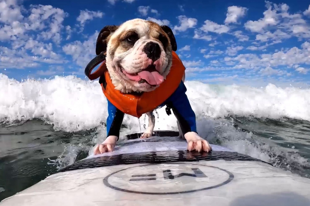 Video: Xem màn lướt sóng ấn tượng của chú chó bulldog tại bãi biển California