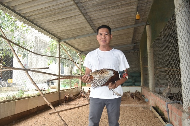 Mô hình nuôi chim trĩ của anh Thành là mô hình phát triển kinh tế tiêu biểu trên địa bàn tỉnh Quảng Bình.