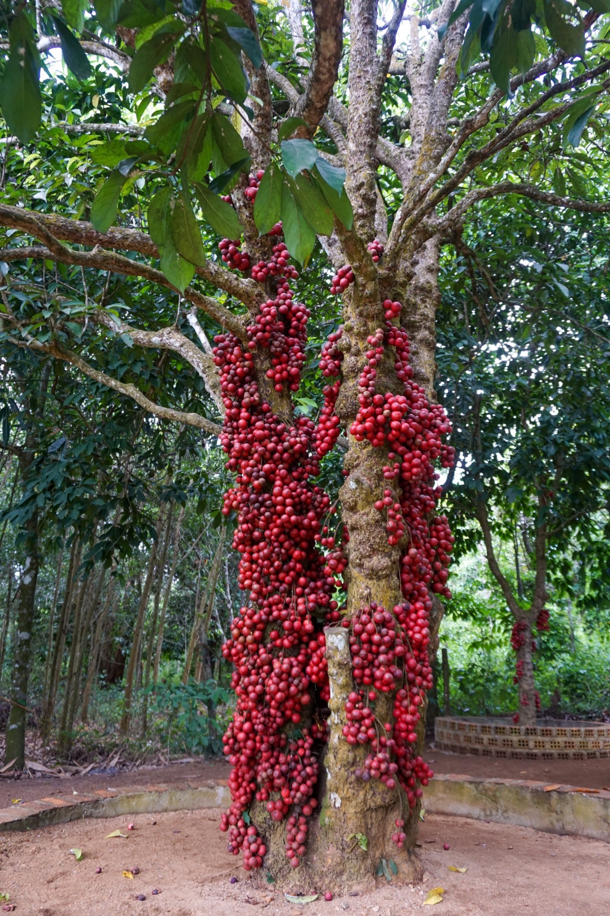 Vườn cây đỏ - điểm "check-in" độc đáo ở Vân Hòa. Ảnh: Sở VHTT&amp;DL Phú Yên