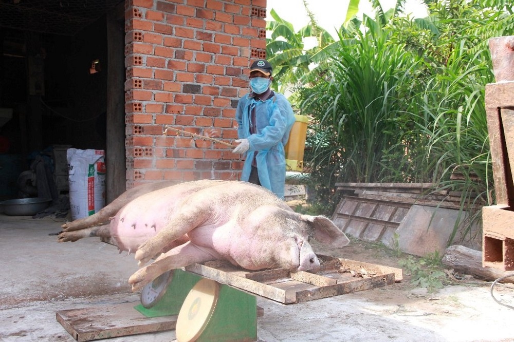 Dịch tả lợn Châu phi tái phát và diễn biến phức tạp tại Đắk Lắk