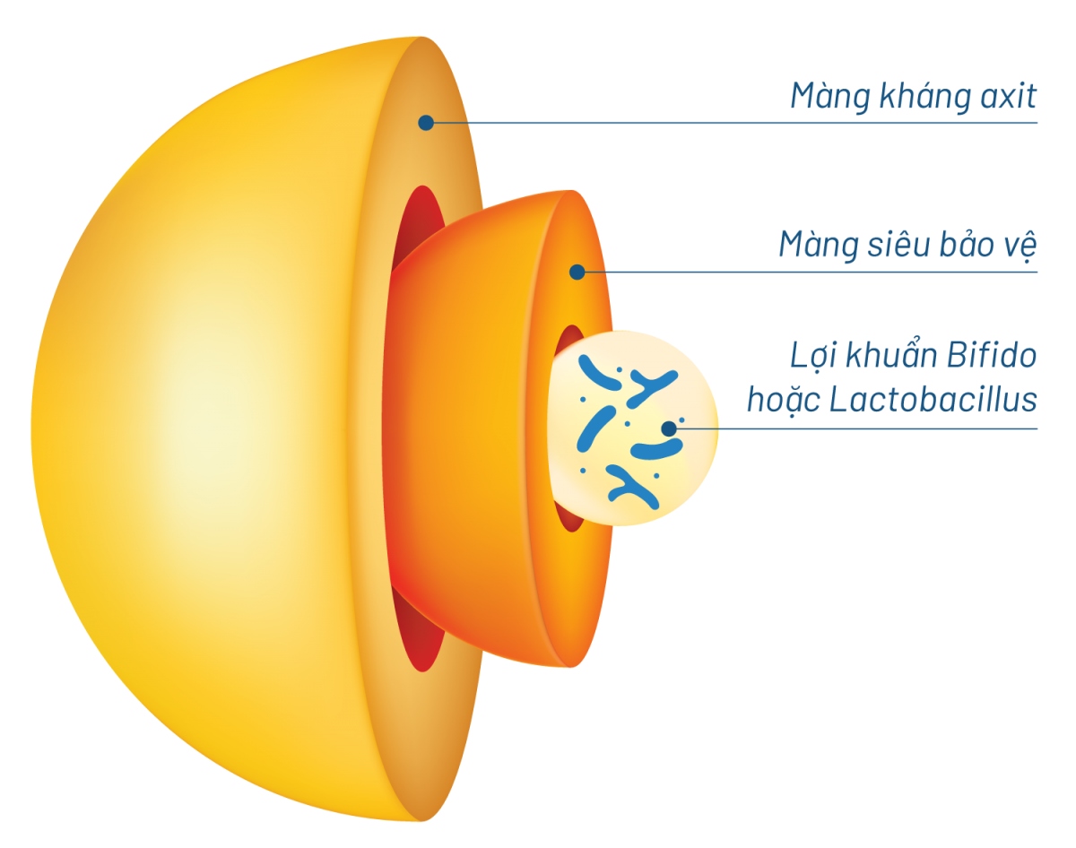 Viên nang thế hệ mới giúp bảo vệ lợi khuẩn Bifido qua axit dạ dày vào sâu tận ruột non và đại tràng