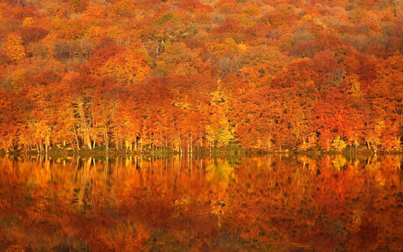 Tuyệt sắc thu ấn tượng ở hồ Tsutanuma trong thời gian ngắn từ cuối tháng 9 đến tháng 10 hàng năm (Ảnh: amori.com)