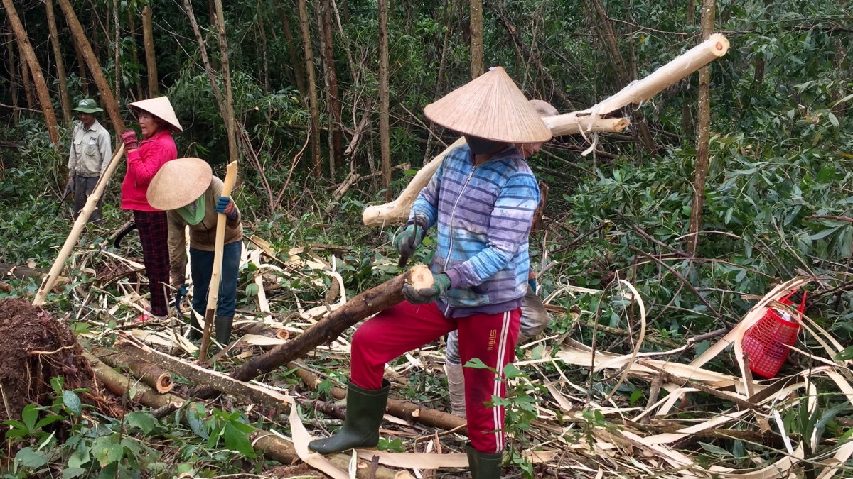Đà Nẵng: Hàng nghìn héc ta keo bị thiệt hại sau bão