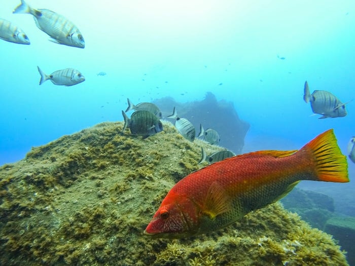 Hệ sinh thái dưới nước cũng rất phong phú, phù hợp với những ai đam mê bơi lặn.