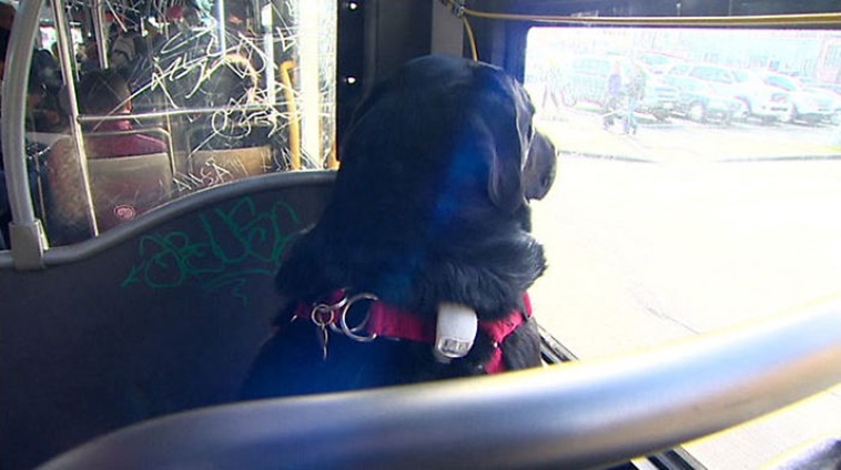 Đáng yêu chú chó biết tự bắt xe bus để tới công viên mỗi ngày