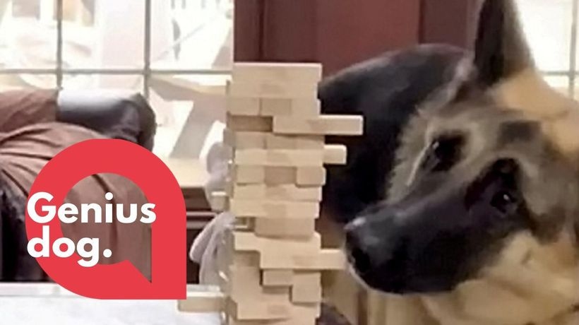 Video: Xem chú chó thông minh chơi rút gỗ cực tài tình