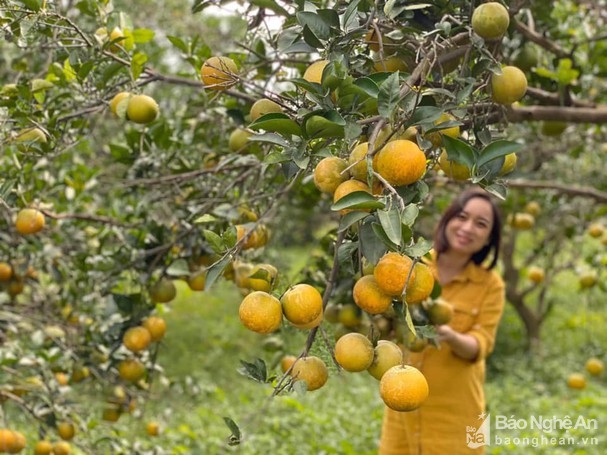 Lần đầu tiên Nghệ An có trang trại cam Vinh đạt tiêu chuẩn xuất khẩu toàn cầu