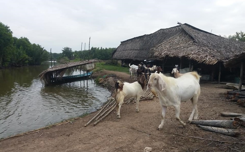 Dê thịt sốt giá, người nuôi dê ở Tiền Giang lãi cao