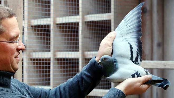 New Kim, chim bồ câu đua đắt nhất thế giới có giá gần 2 triệu USD