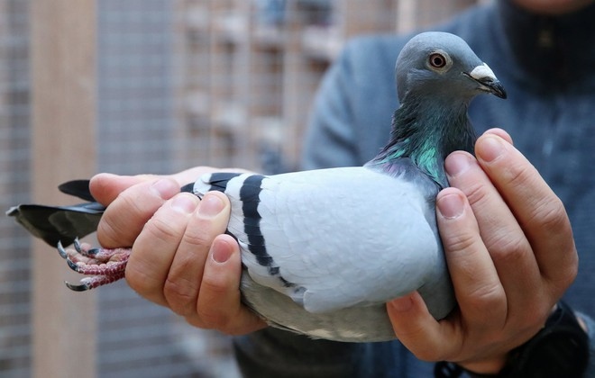 New Kim hiện là con chim bồ câu đắt nhất thế giới. Ảnh: Reuters.