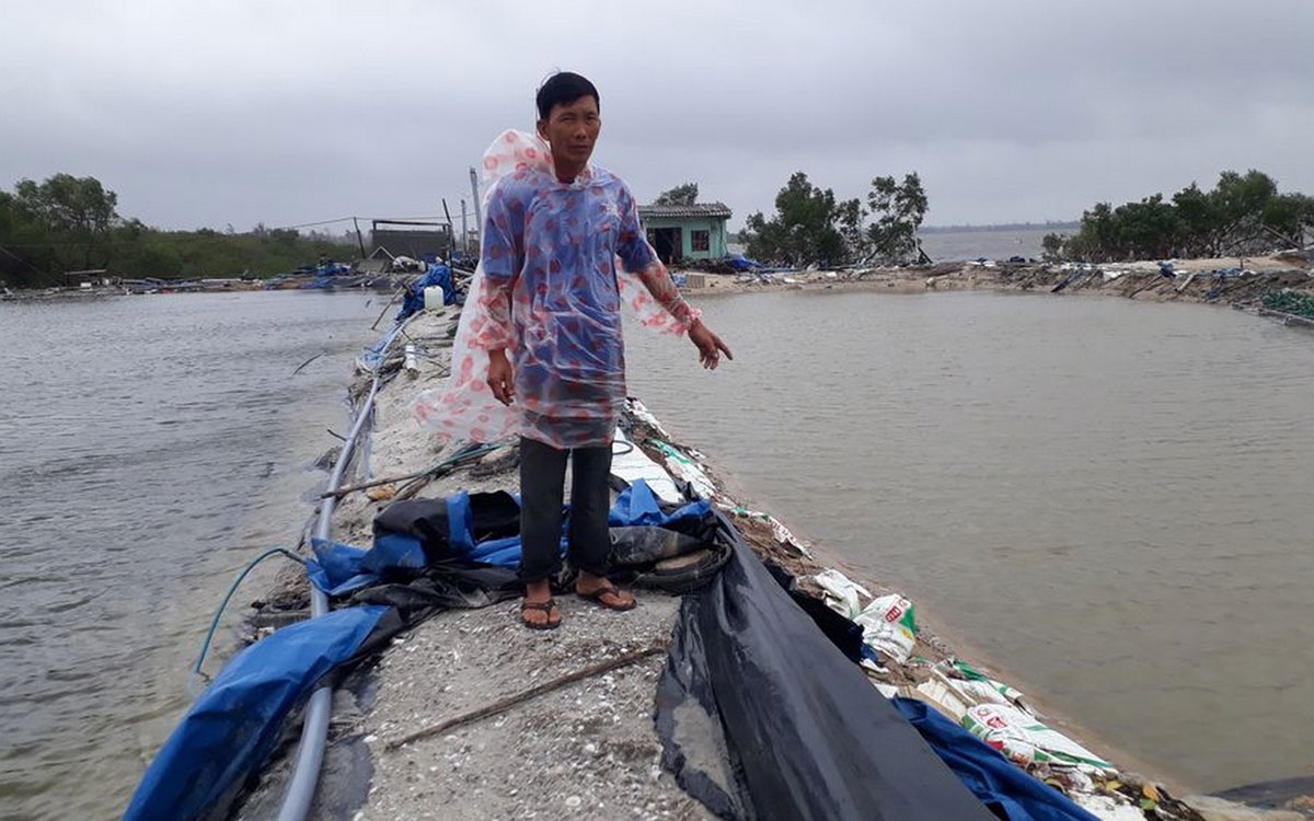 Quảng Nam: Người nuôi tôm trắng tay sau bão lũ