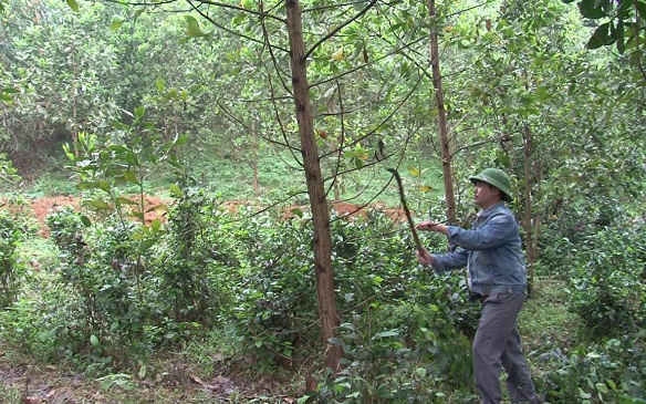 Quản lý bảo vệ rừng từ cộng đồng ở Yên Bái