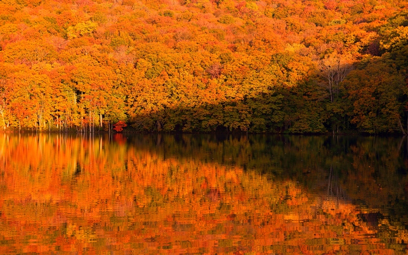 Nước hồ trong vắt như gương phản chiếu thảm rừng gỗ sồi vàng đỏ rực (Ảnh: amori.com)