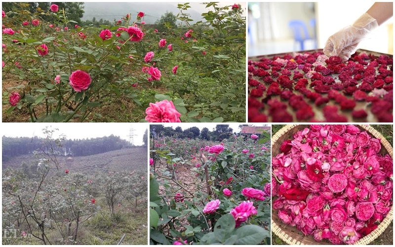 Vườn hồng cổ mang lại nguồn thu nhập "khủng" và ổn định