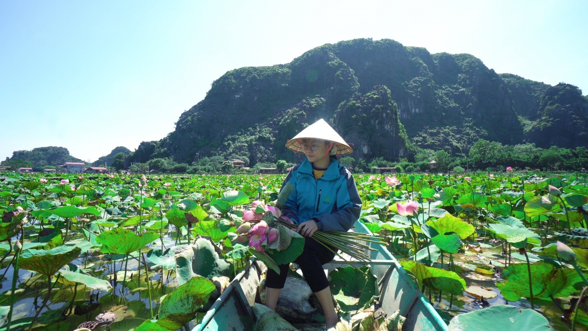 Theo chia sẻ của người quản lý, đầm sen này là giống sen Nhật nên nở hoa gần như quanh năm chỉ trừ mùa đông khi trời quá lạnh.