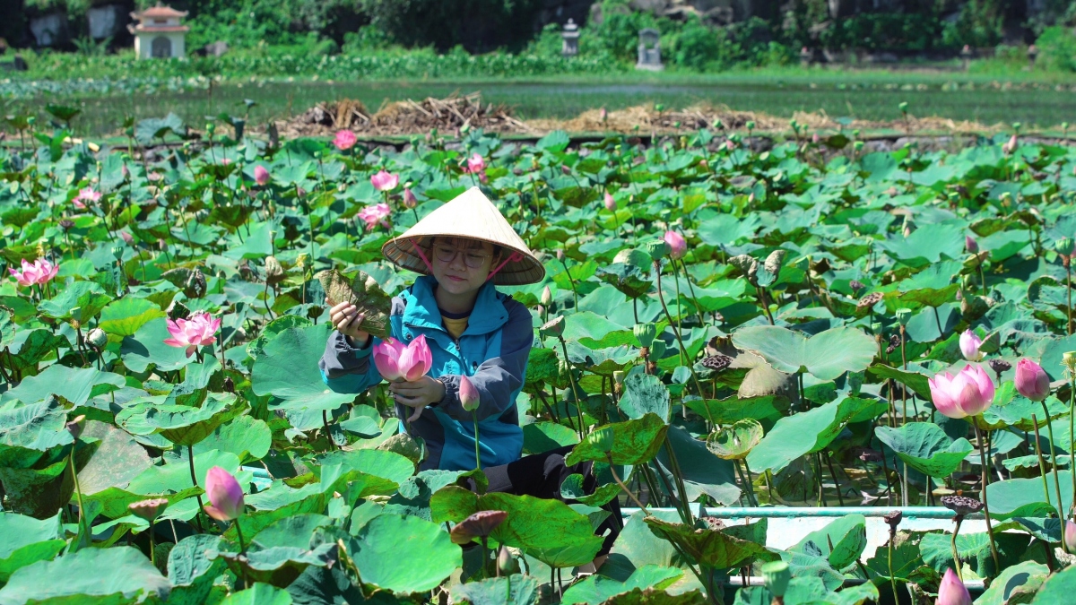 Mới đây, trên nhiều hội nhóm về du lịch, mùa sen muộn Ninh Bình tiếp tục là câu chuyện được nhiều người quan tâm.