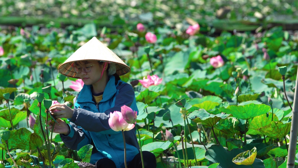 Thế nên, hai năm gần đây hồ sen với cây cầu gỗ hình trái tim trở thành địa điểm check-in rất hot với giới trẻ.