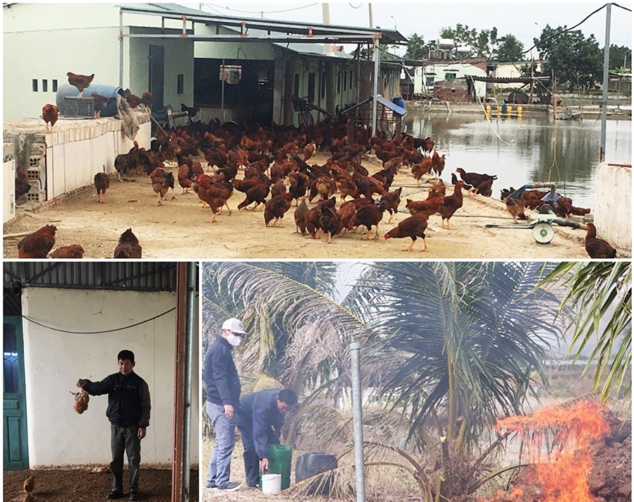 Tiêu hủy gần 1.000 con gà nhiễm cúm gia cầm H5N6 ở Quảng Ninh