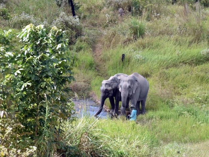 "Chú voi cô đơn nhất thế giới" sẽ được lai giống với voi Campuchia