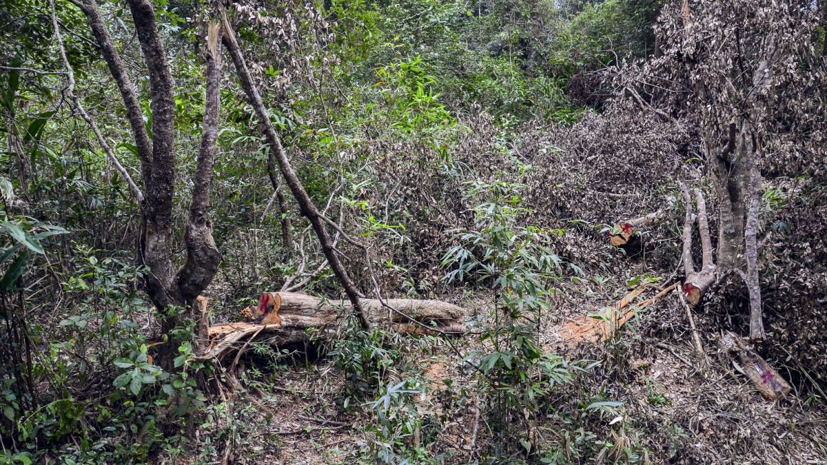 Vụ phá rừng đặc dụng Mường Phăng: Tạm đình chỉ công tác Giám đốc Ban Quản lý