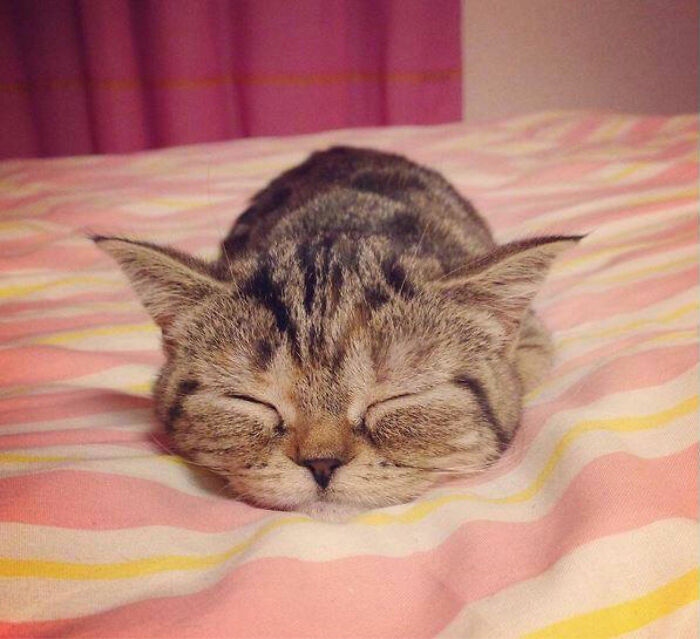 1001 khoảnh khắc mèo ngủ say khiến bạn nhìn vào là muốn mỉm cười