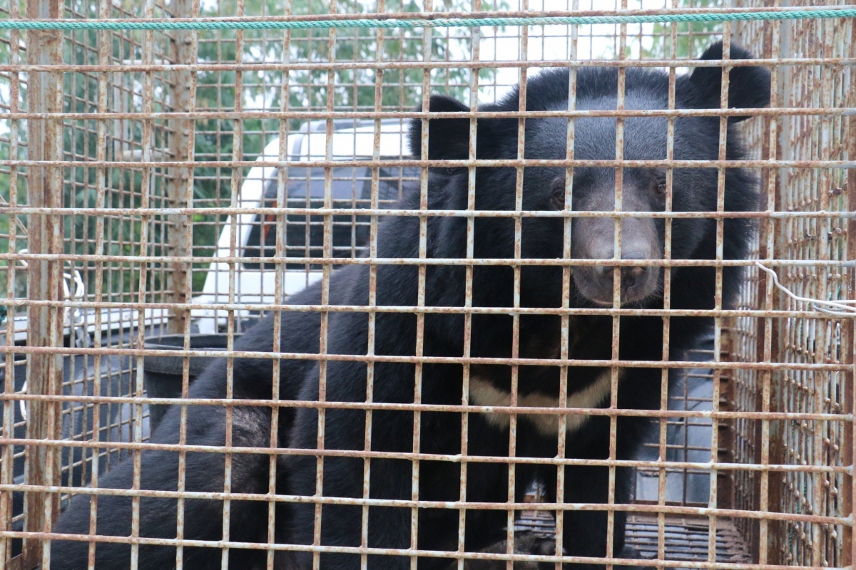 Phát hiện một cá thể gấu nặng gần 200 kg đang bị nuôi nhốt trái phép