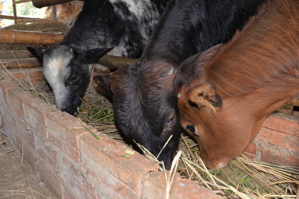 Sơn La tiêu hủy gần 70 con bò bị bệnh viêm da nổi cục
