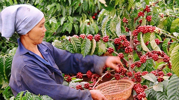 Xuất khẩu cà phê đã thu về hơn 2,32 tỷ USD