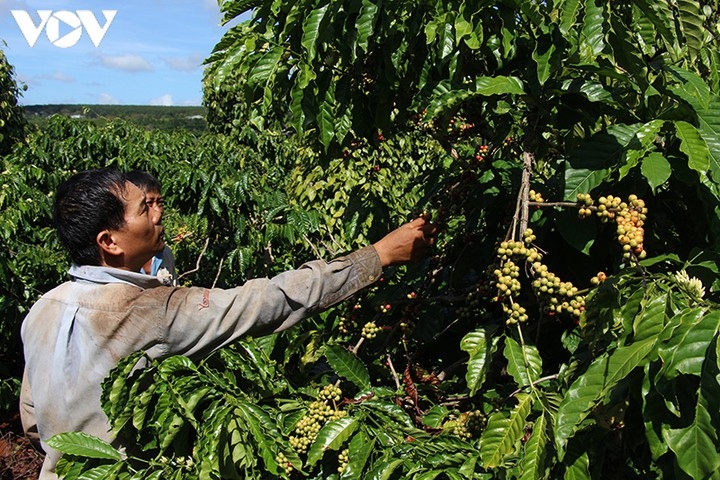 Việt Nam trước cơ hội trở thành số 1 thị trường cà phê thế giới