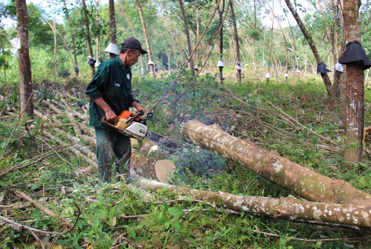 Quảng Nam tìm hướng thay thế cây cao su bị ngã đổ sau bão số 9