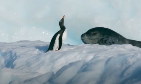 Thót tim trước cuộc rượt đuổi giữa hải cẩu báo và chim cánh cụt