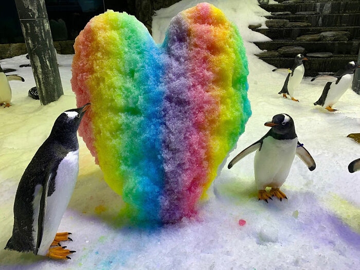 Tình yêu cảm động và chung thuỷ của đôi chim cánh cụt đồng tính