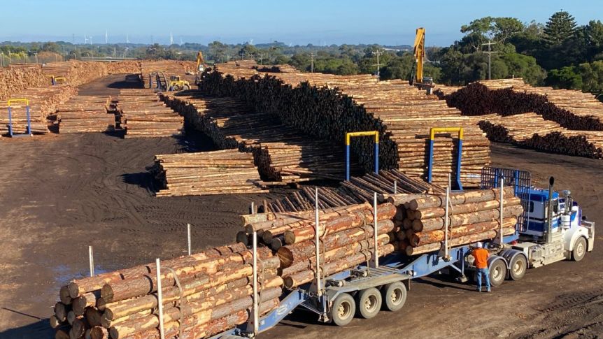 Trung Quốc mở rộng lệnh cấm nhập khẩu gỗ tròn của Australia