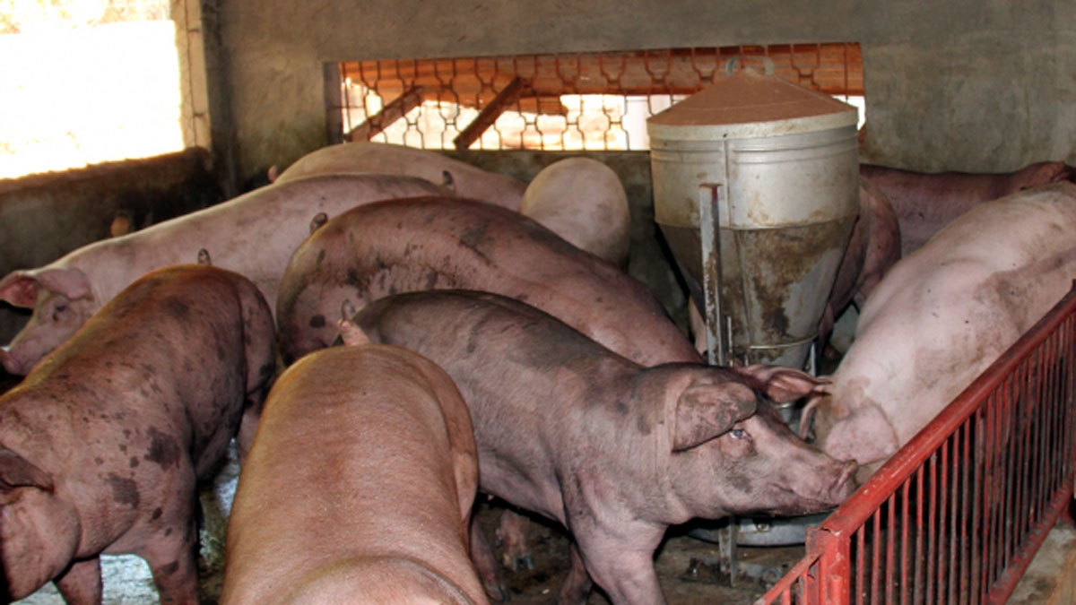 Lâm Đồng tái xuất hiện dịch tả lợn châu Phi