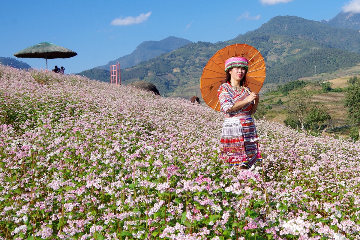 Check-in vùng hoa tam giác mạch rực rỡ khoe sắc trên lưng đèo Giang Ma, Lai Châu