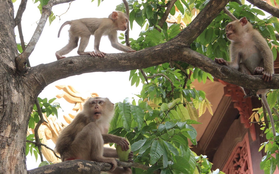 Xuất hiện đàn khỉ tấn công học sinh để cướp thức ăn ở Bình Dương
